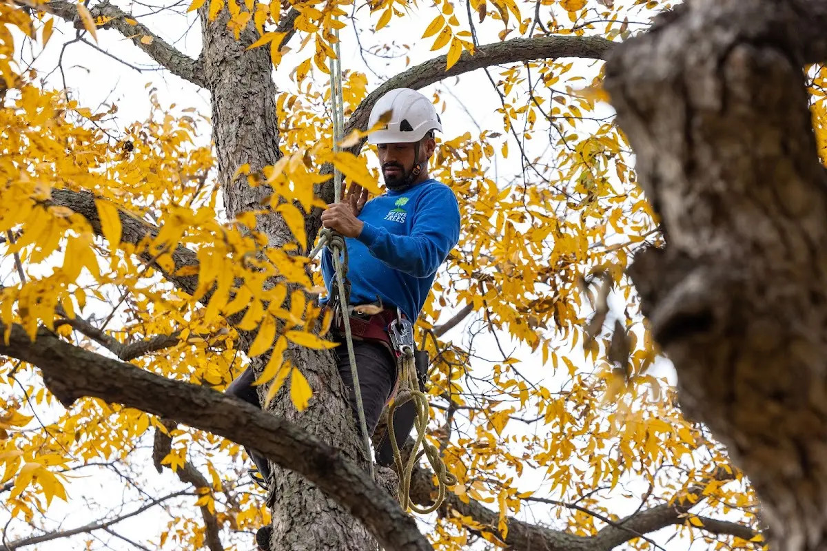 Skilled Storm Damage Cleanup crew working in Winton